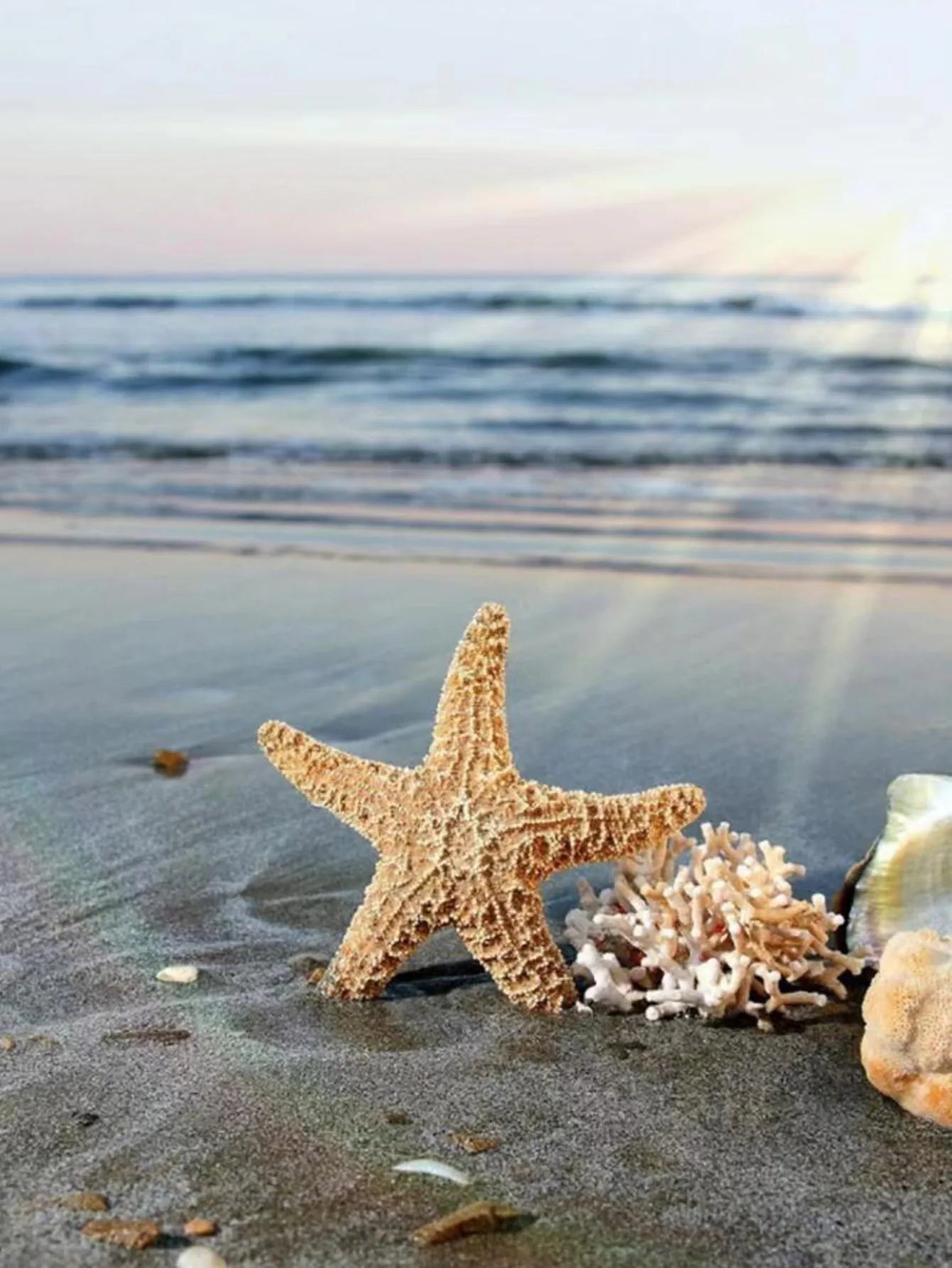 1 par de brincos clássicos de estrela do mar do vento com gravata mar de verão